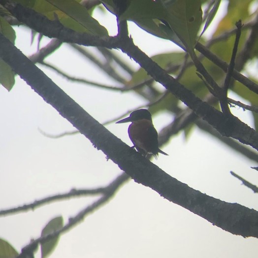 American Pygmy Kingfisher in Cuyabeno